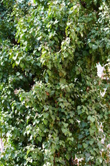 tree zaplechnoe shrubs
