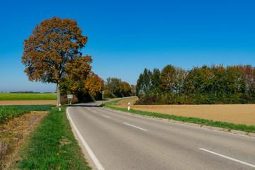 Fototapeta premium brown tree in landscape in Weil, along route called Romantic Road, Germany 