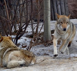 Wolves in winter