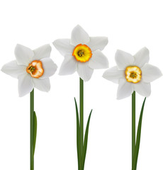 White daffodils (Narcissus poeticus). 3D vector illustration