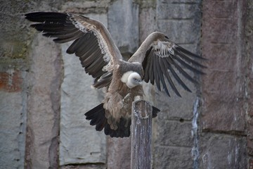 Arrival of birds of prey