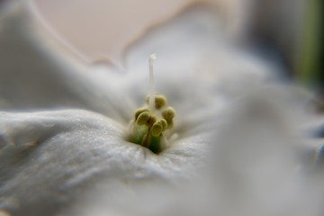 Detail to the white flowers and it's pollen stamins. Slovakia
