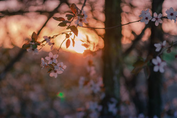 bracnh of cherry blossom during the sunset in the spring 