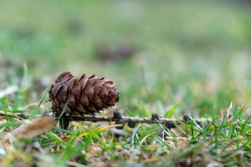 Pine cone in the grass. Slovakia