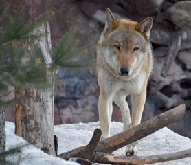 The wolf in the spruce forest