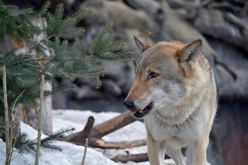 Naklejka premium The wolf growls