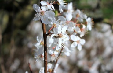Fliege auf der Blüte
