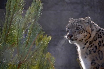 Irbis near the christmas tree