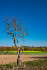 nearly bold tree in landscape on route called Fachwerkstrasse. Against blue sky