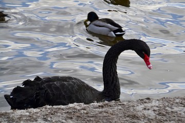 Black swan on the winter pond