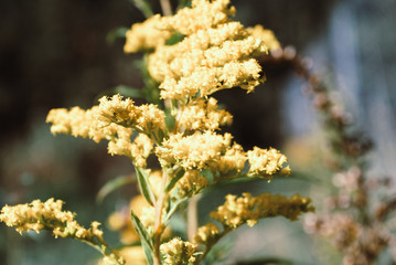yellow flowers blossom