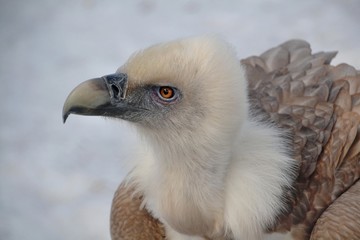 Bird is view