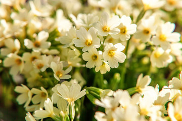 Primrose Primula with yellow flowers. Inspirational natural floral spring or summer blooming garden or park under soft sunlight and blurred bokeh background. Colorful blooming ecology nature landscape