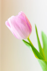 Pink tulip flower. Easter or Valentine's day greeting card.