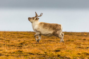 Svalbard reindeer running on the tundra in summer at Svalbard, Spitzbergen, Norway