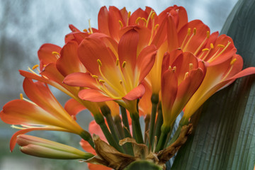 blüten