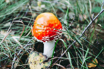 Red poisonous Fly Agaric mushroom in forest