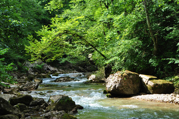 Mountain river in the forest.