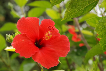 One red exotical flower