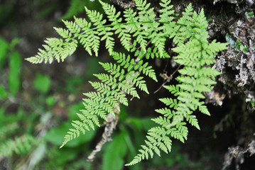 Naklejka na ściany i meble Green fern in the forest.