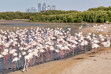 White flamingos at Ras al Khor wildlife sanctuary outside of Dubai