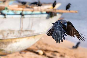 A black raven bird landing in the beach in Galle, Sri Lanka