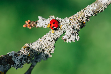 Macro photo of  Ladybug sitting on branch