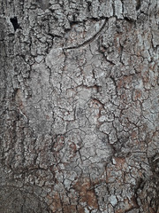 tree bark texture background grunge