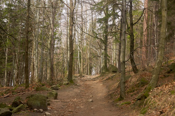 trail to the Sololik mountain in the Rudawy Janowickie mountains n Poland, forest path in the mountains