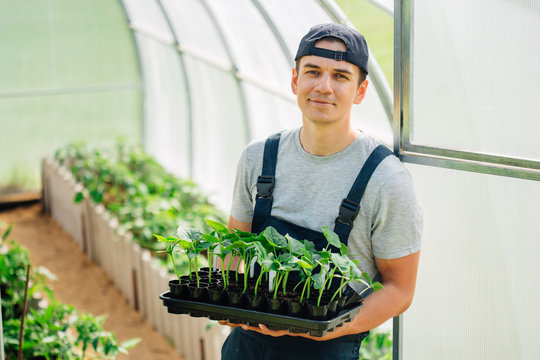 Handsome cheerful young gardener in overall standing with seedlings in greenhouse. Portrait of joyful farmer.