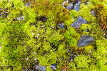 green mosses, light grass, lichens, covered Rocks, little blossoms in fall. This is the only vegetation on Svalbard, Arctic, Norway Amazing natural background with beautiful vegetation of mountains.