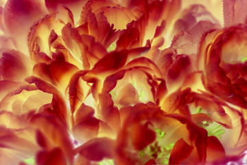 Gerberas flowers withering autumn rain