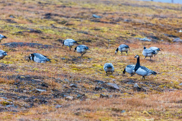 Group off Barnacle goose in arctic. Svalbard, Norway