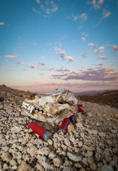 coyote skull and empty shotgun shells in the Mojave desert, Sunset sky California