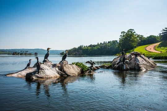 Africa, Uganda, Jinja, White-breasted cormorants, Phalacrocorax carbo lucidus, sitting on a rock on a little island at the source of the Nile