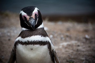 pinguino II