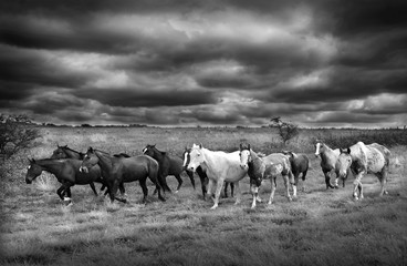 caballos trotando bajo la gran tormenta