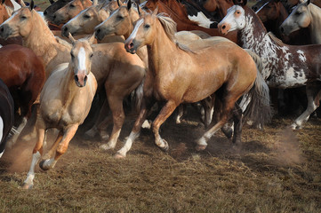 Gran cantidad de caballos de diversos pelajes trotando