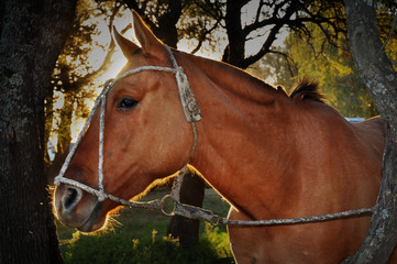 Caballo junto al árbol 