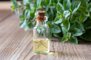 Obraz na płótnie Canvas A bottle of oregano essential oil with fresh oregano