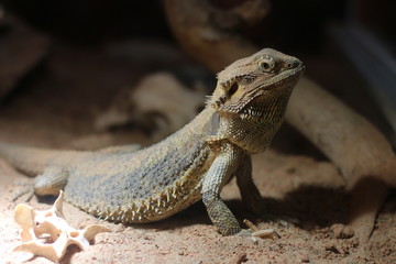 Leguan