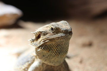 Leguan