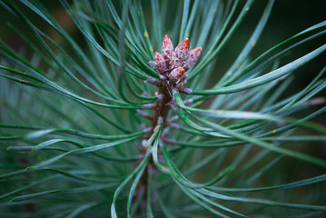 Closeup photo of green needle pine tree on the right side of picture.  