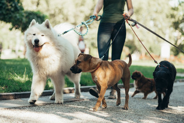 Dog walker enjoying with dogs while walking outdoors. - 256294886