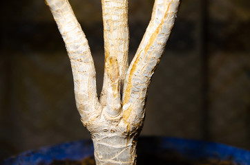 Money tree trunk in macro on white background