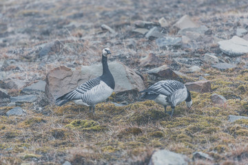 One couple Barnacle goose in arctic. Svalbard, Norway