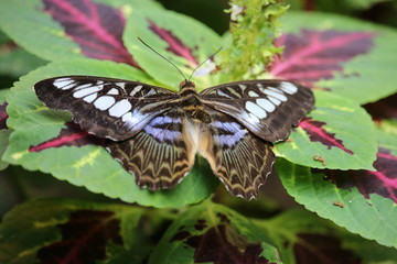 Naklejka premium Schmetterling