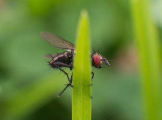 Fly hiding behind the grass