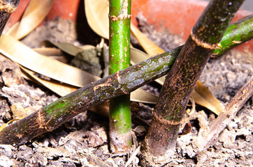 Money tree trunk in macro on white background