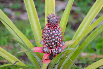 Dark Pineapple in Rainforest Antigua, Caribbean